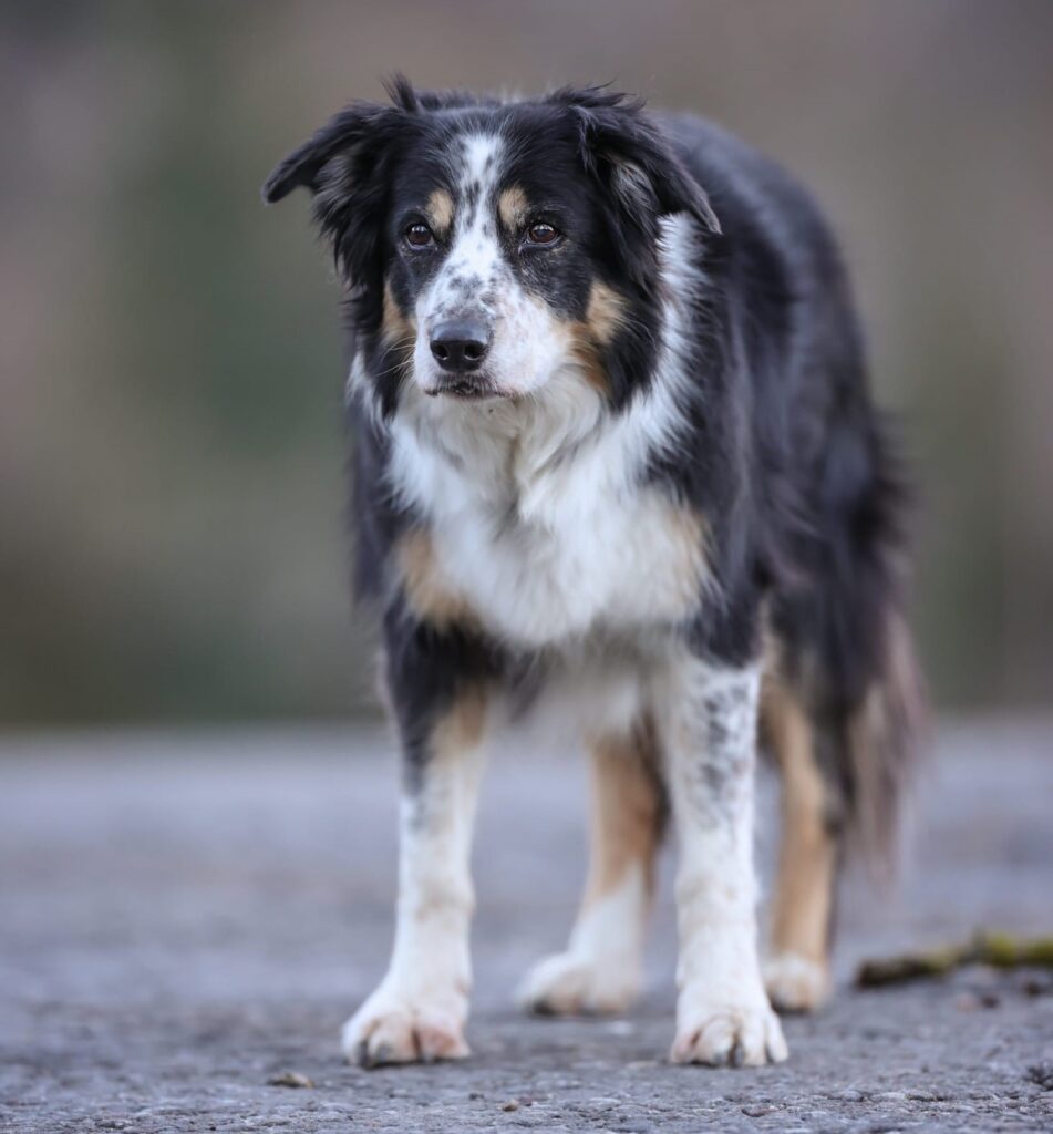 Hund mit Rückenmarksinfarkt